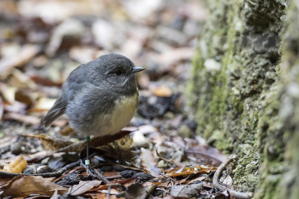 Gallery  - South Island Robin - Photo provided by Rachel Russell, Kaipupu Point Wildlife Sancutary 