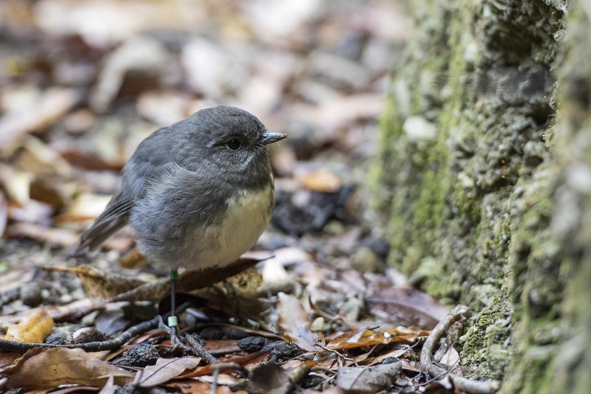 Kaitiaki o Te Taiao - Photo's  - South Island Robin - Photo provided by Rachel Russell, Kaipupu Point Wildlife Sancutary 